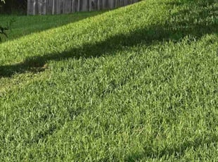 Brenda F.'s yard work service result