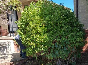 Tiera C.'s Bush Trimming service result