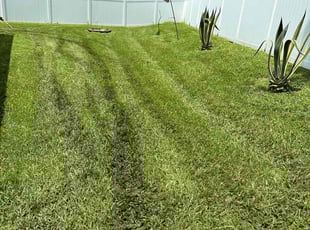 Scott D.'s lawn care service result