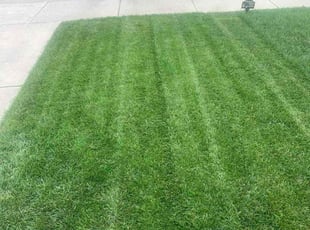 Annette M.'s grass maintenance service result