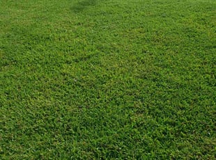 Claire S.'s grass maintenance service result