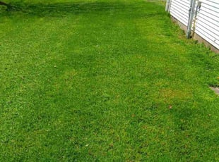 Bertha Z.'s grass maintenance service result