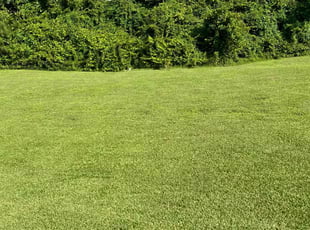 Davita W.'s turf maintenance service result