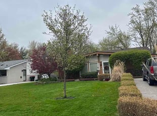 Judy F.'s grass cutting service result