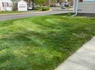 Letisha B.'s grass maintenance service result