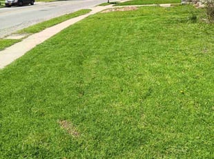 Meredith H.'s lawn service service result