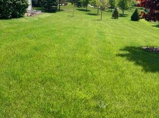 Matthew M.'s grass maintenance service result