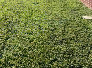 Melissa C.'s lawn maintenance service result