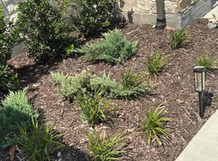 Mary M.'s Flower Bed Weeding service result