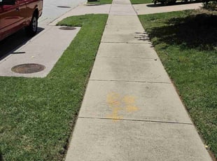 Nicole M.'s grass maintenance service result