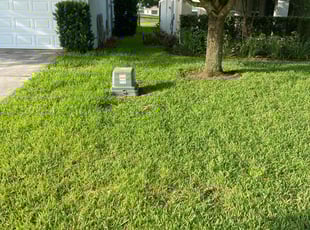 Andrew N.'s turf care service result