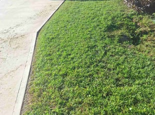 Bob A.'s grass cutting service result