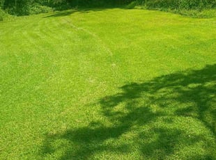 Allene J.'s grass maintenance service result