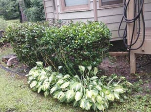 James G.'s Bush Trimming service result