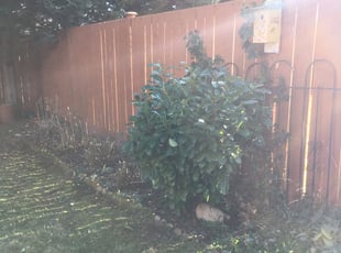 Jana P.'s Bush Trimming service result