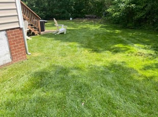 Tim L.'s grass maintenance service result