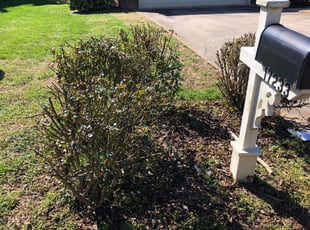 Jonathan M.'s Bush Trimming service result