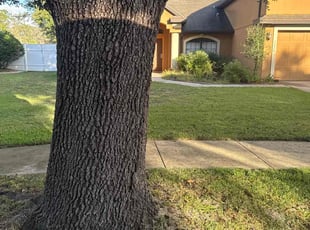 Yevette B.'s turf care service result