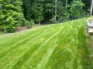 Tenai R.'s turf care service result