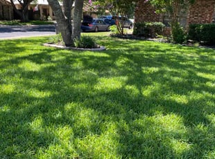 Cynthia A.'s turf care service result