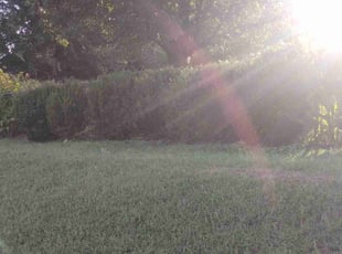 Mary M.'s Bush Trimming service result