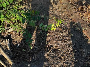 Kevin L.'s Flower Bed Weeding service result