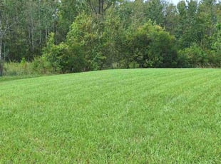 Naida R.'s grass maintenance service result