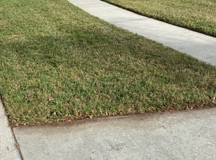 Laurel B.'s Bush Trimming service result