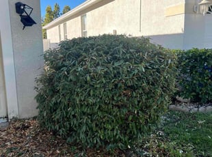 Valerie D.'s Bush Trimming service result