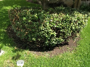 Eve L.'s Bush Trimming service result
