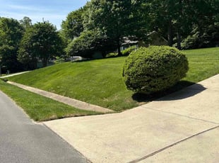 Allen R.'s turf care service result