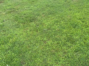 Sarah D.'s lawn care services service result