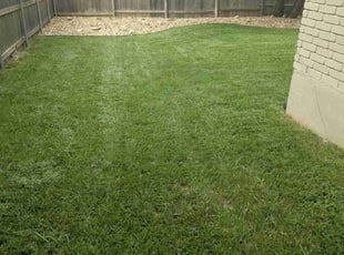 Keisha D.'s turf care service result