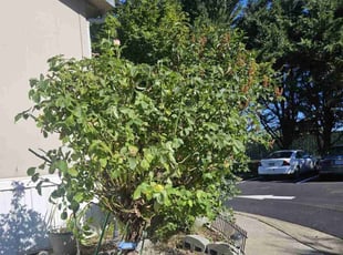 Jessica E.'s Bush Trimming service result