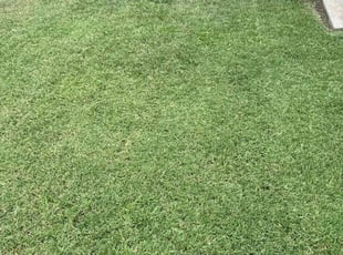 Pat R.'s landscaping service result