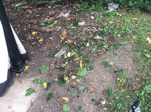 Deborah J.'s grass cutting service result