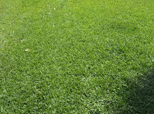 Elise C.'s lawn maintenance service result