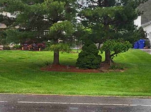 Jen F.'s turf care service result