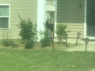 Kristin D.'s Bush Trimming service result
