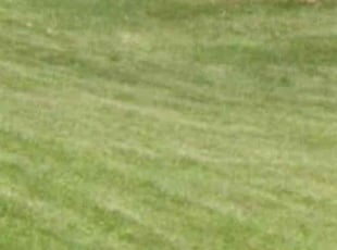 Tom D.'s turf care service result