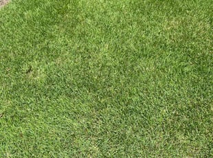 Tristan H.'s turf care service result