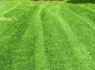 Verniec F.'s yard work service result