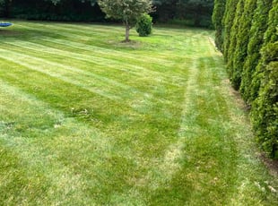 Suzanne Z.'s turf maintenance service result