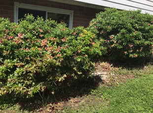Carole C.'s Bush Trimming service result