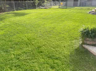 Christina C.'s turf maintenance service result