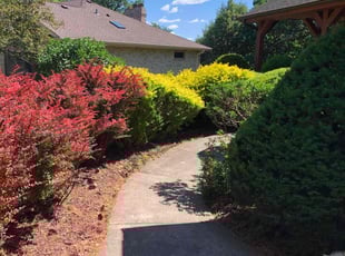 Jesse M.'s Bush Trimming service result