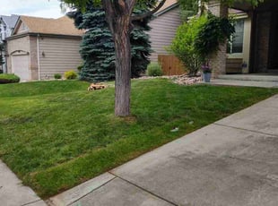 Kerry S.'s lawn maintenance service result