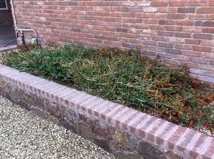 Sara N.'s Bush Trimming service result