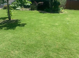 Sharon U.'s Bush Trimming service result