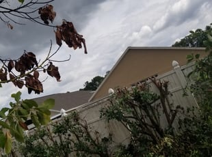 Rose W.'s Bush Trimming service result